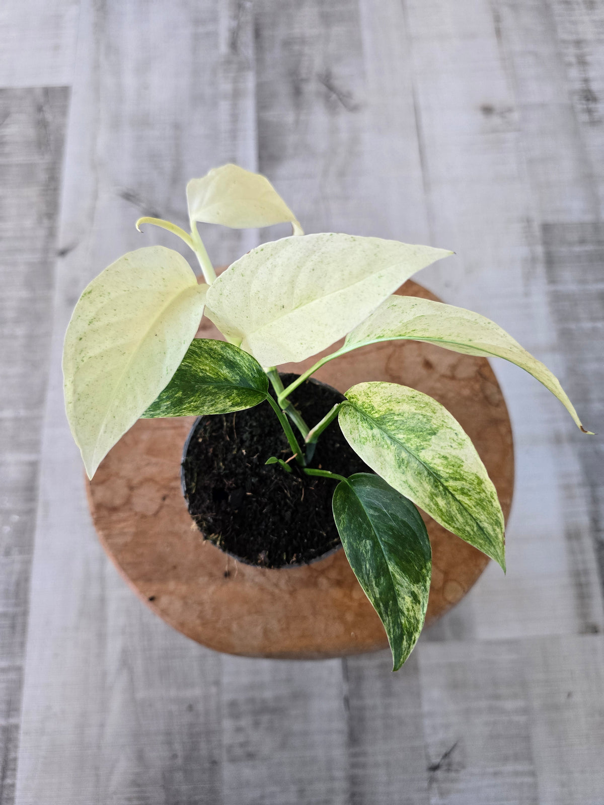 Monstera laniata mint variegata