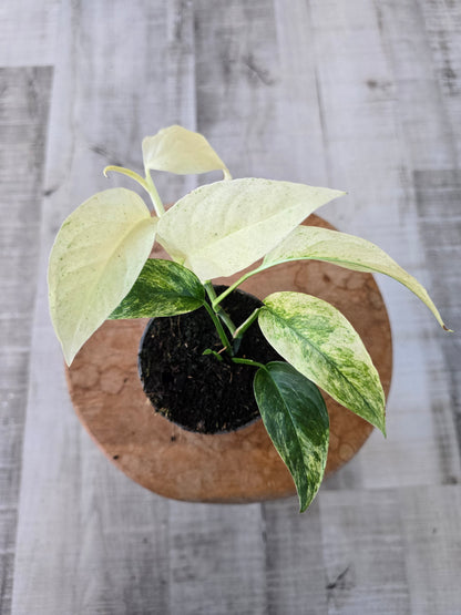 Monstera laniata mint variegata