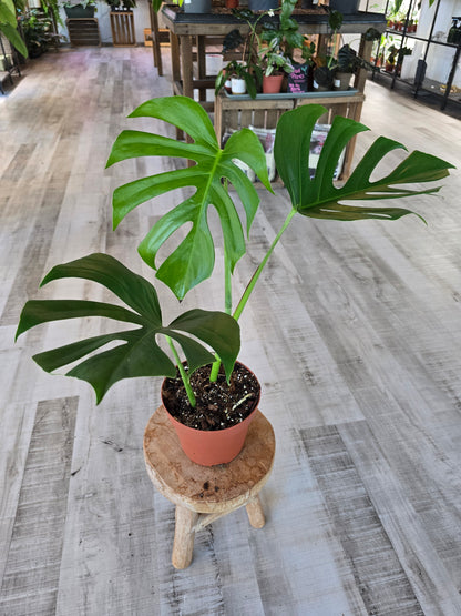 Monstera deliciosa 'Sierrana'