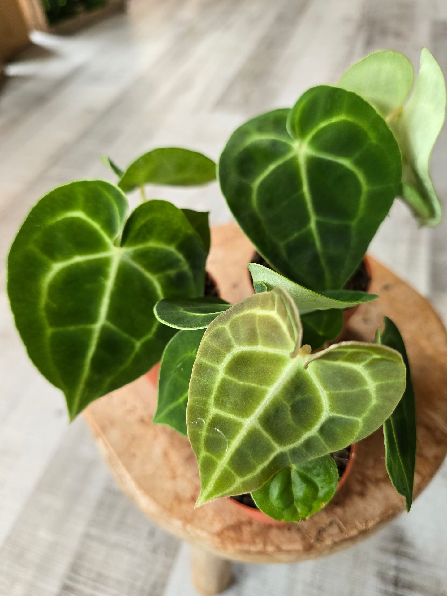 Anthurium King of Clarinervium Sulanjana