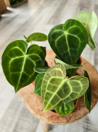 Anthurium King of Clarinervium Sulanjana