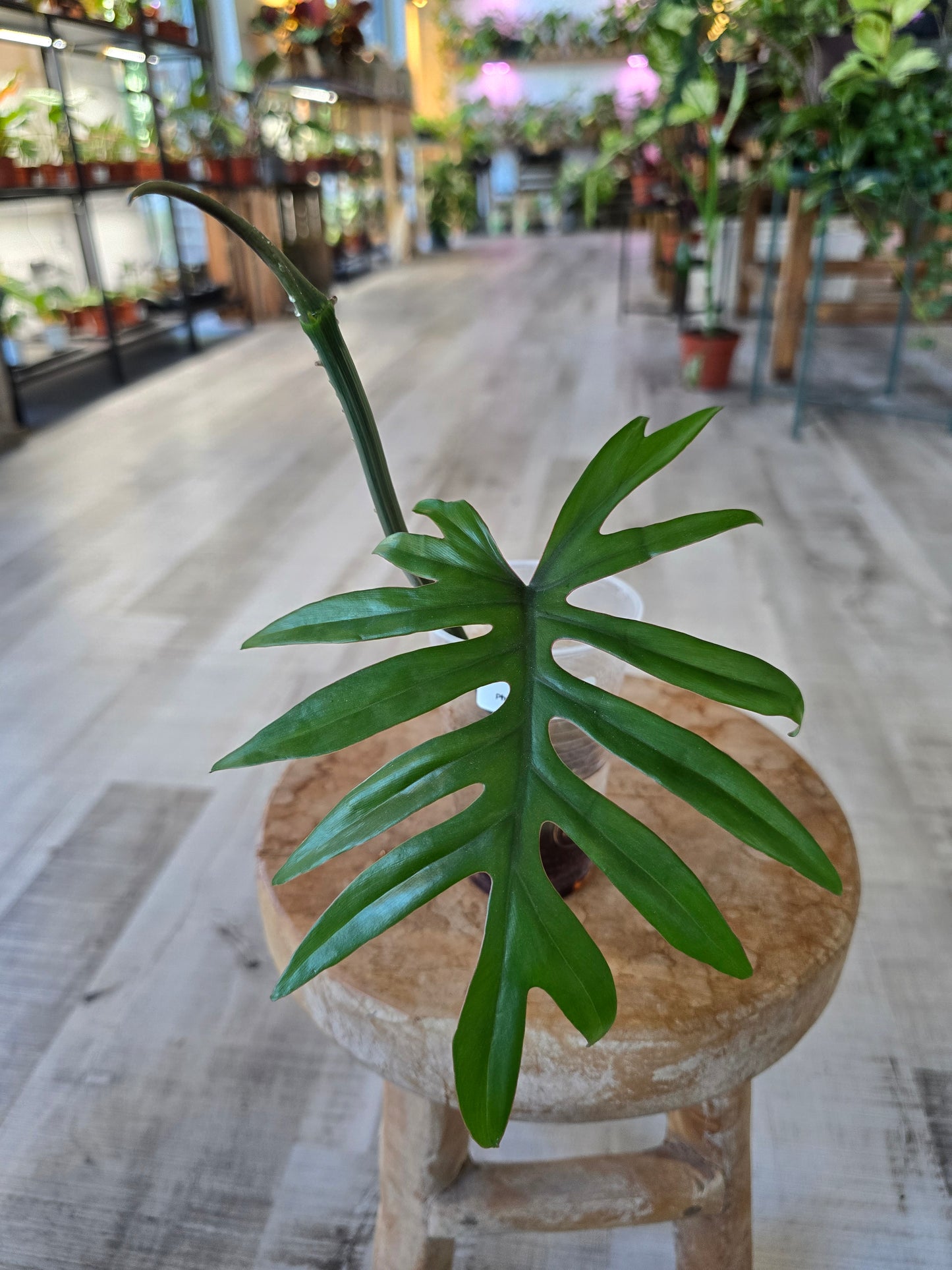 Philodendron Mayoi (JP)