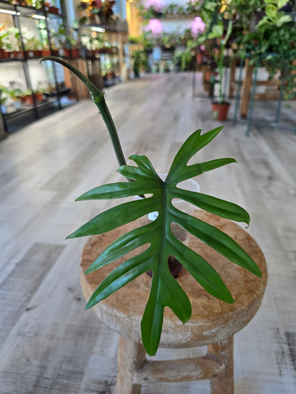 Philodendron Mayoi (JP)