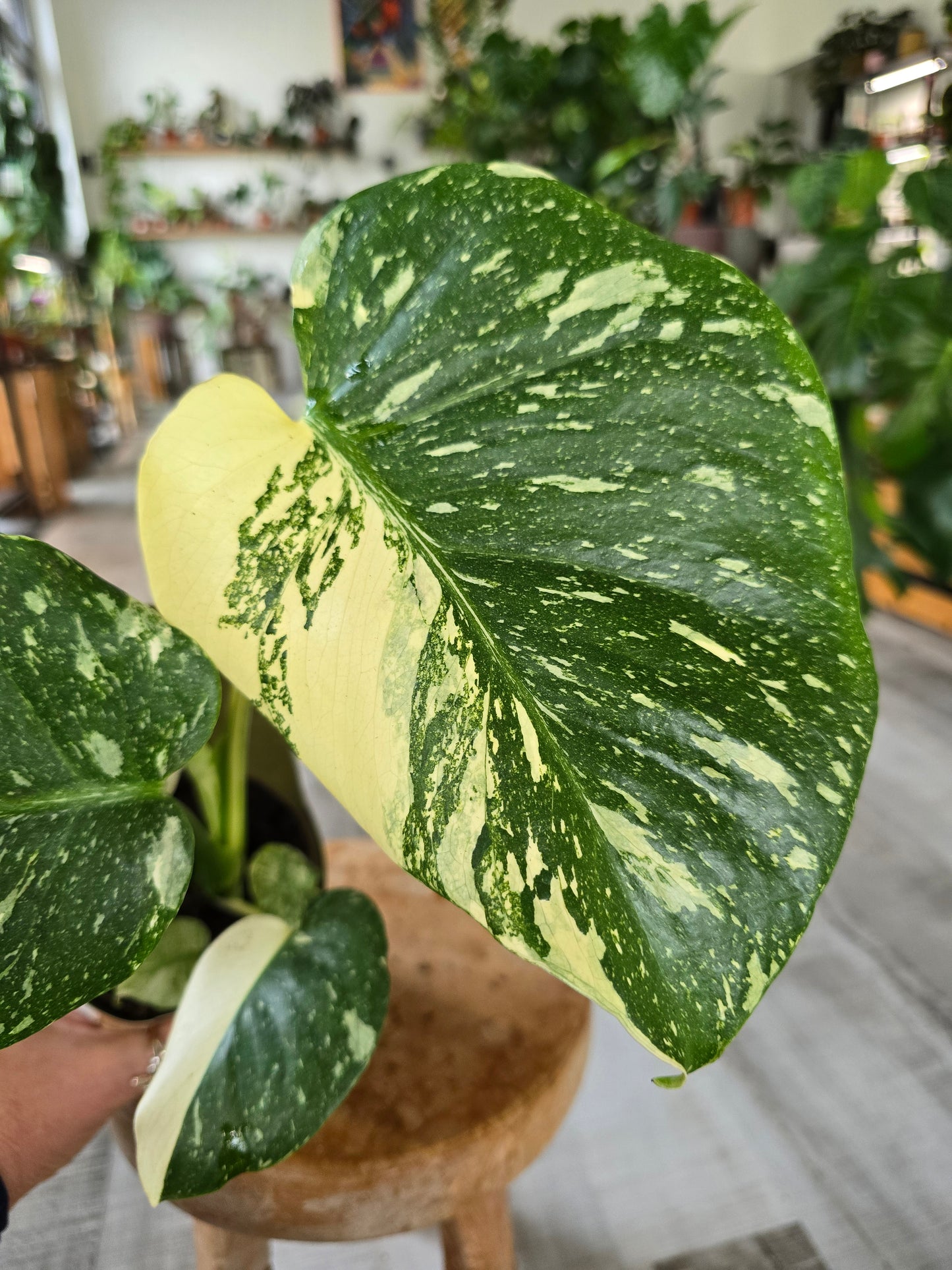 Monstera Thai Constellation