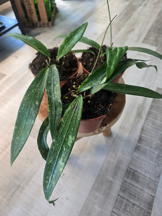 Hoya Rindu Rafflesia