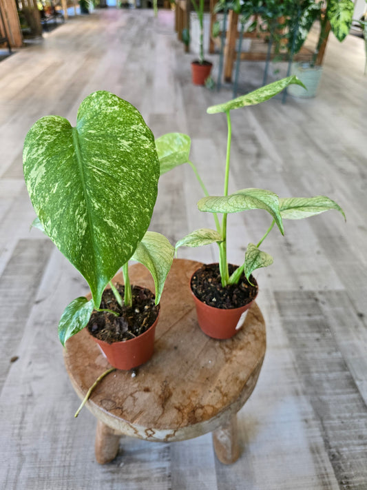 Monstera Deliciosa mint