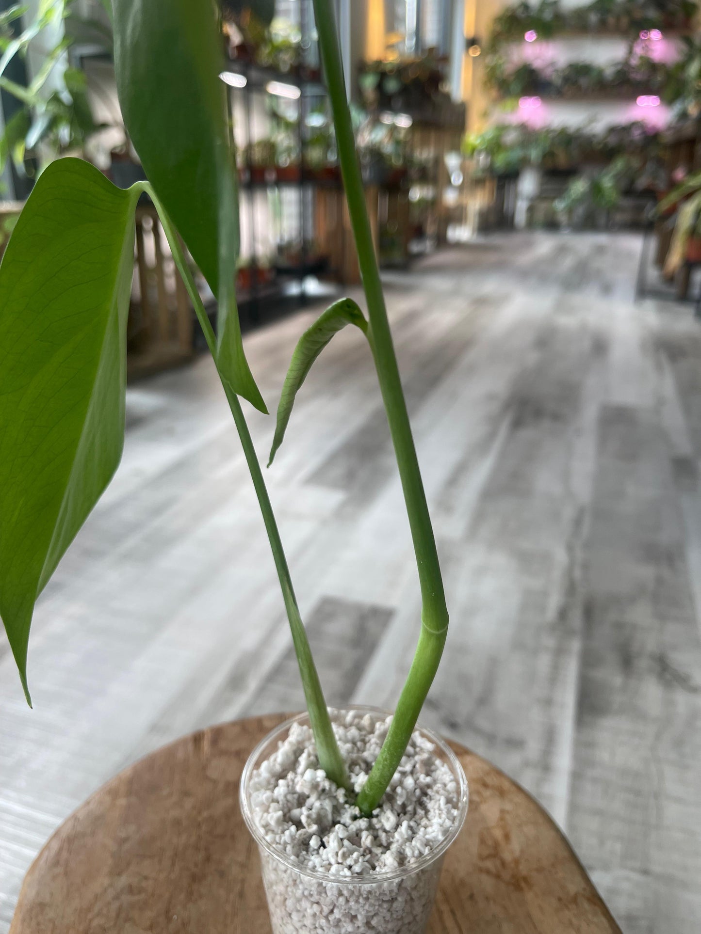 Monstera Sierrana Mexican Form