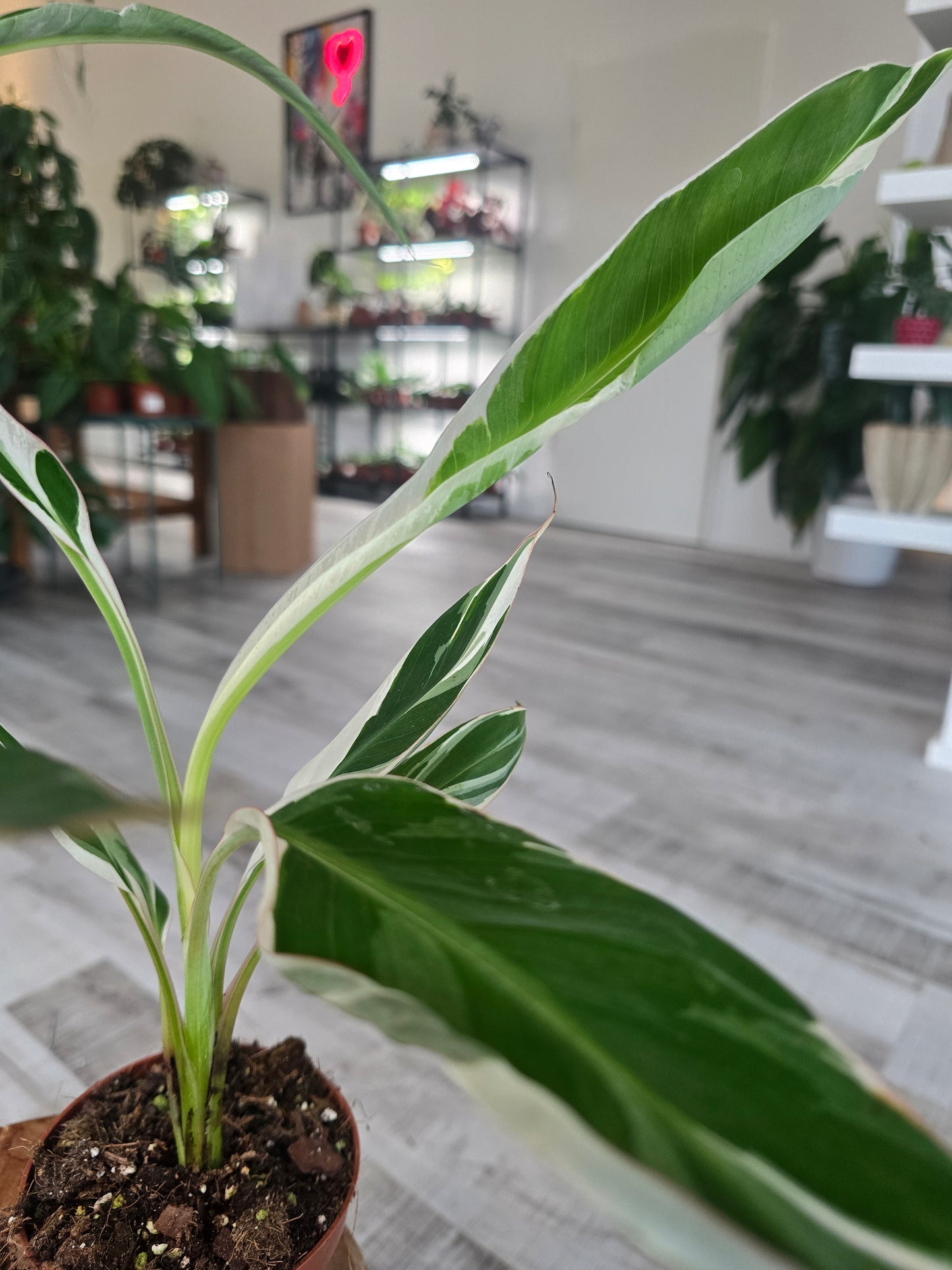 Musa Florida Variegated
