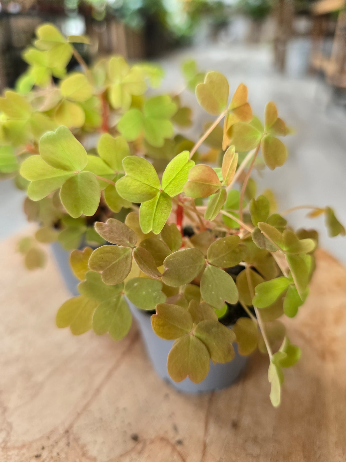 Oxalis vulcanicola 'Sunset Velvet‘