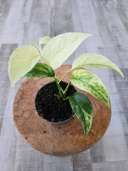Monstera laniata mint variegata