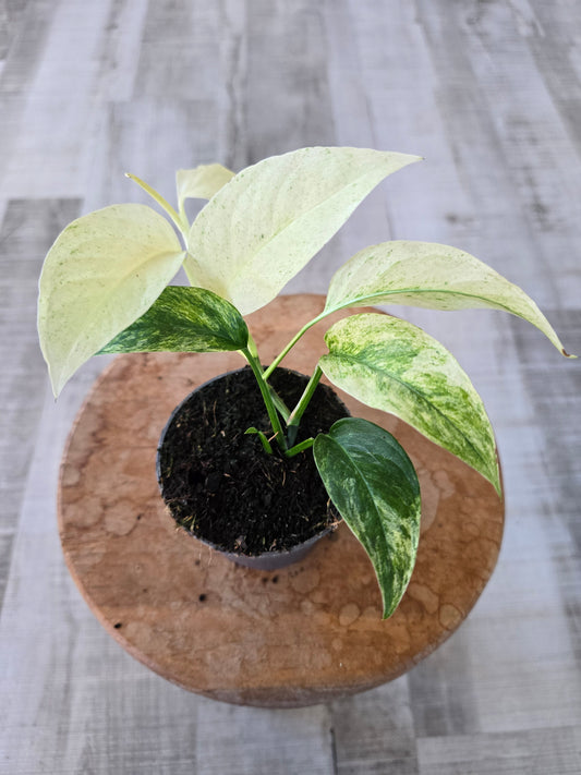 Monstera laniata mint variegata