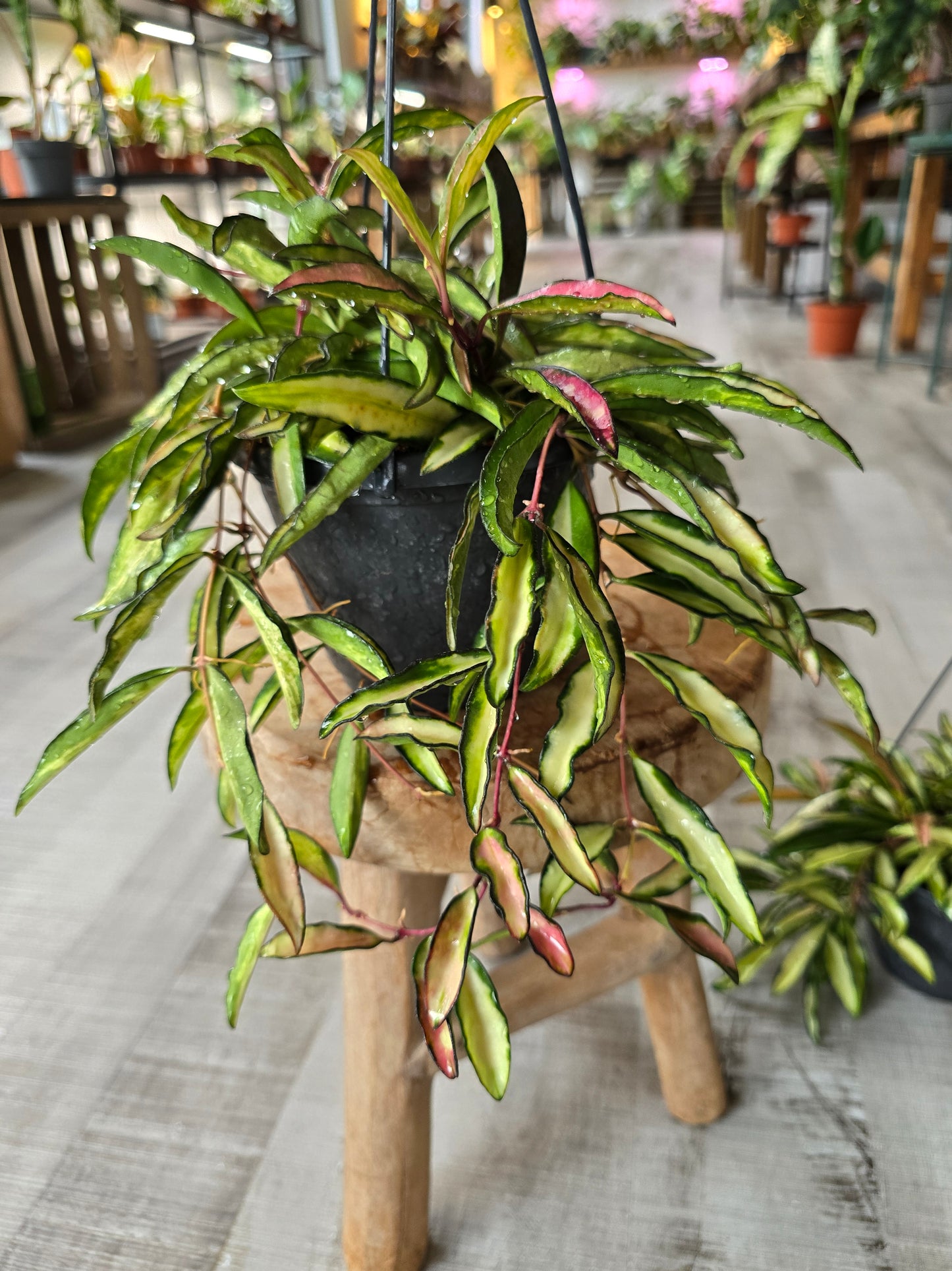Hoya wayetii Tricolor