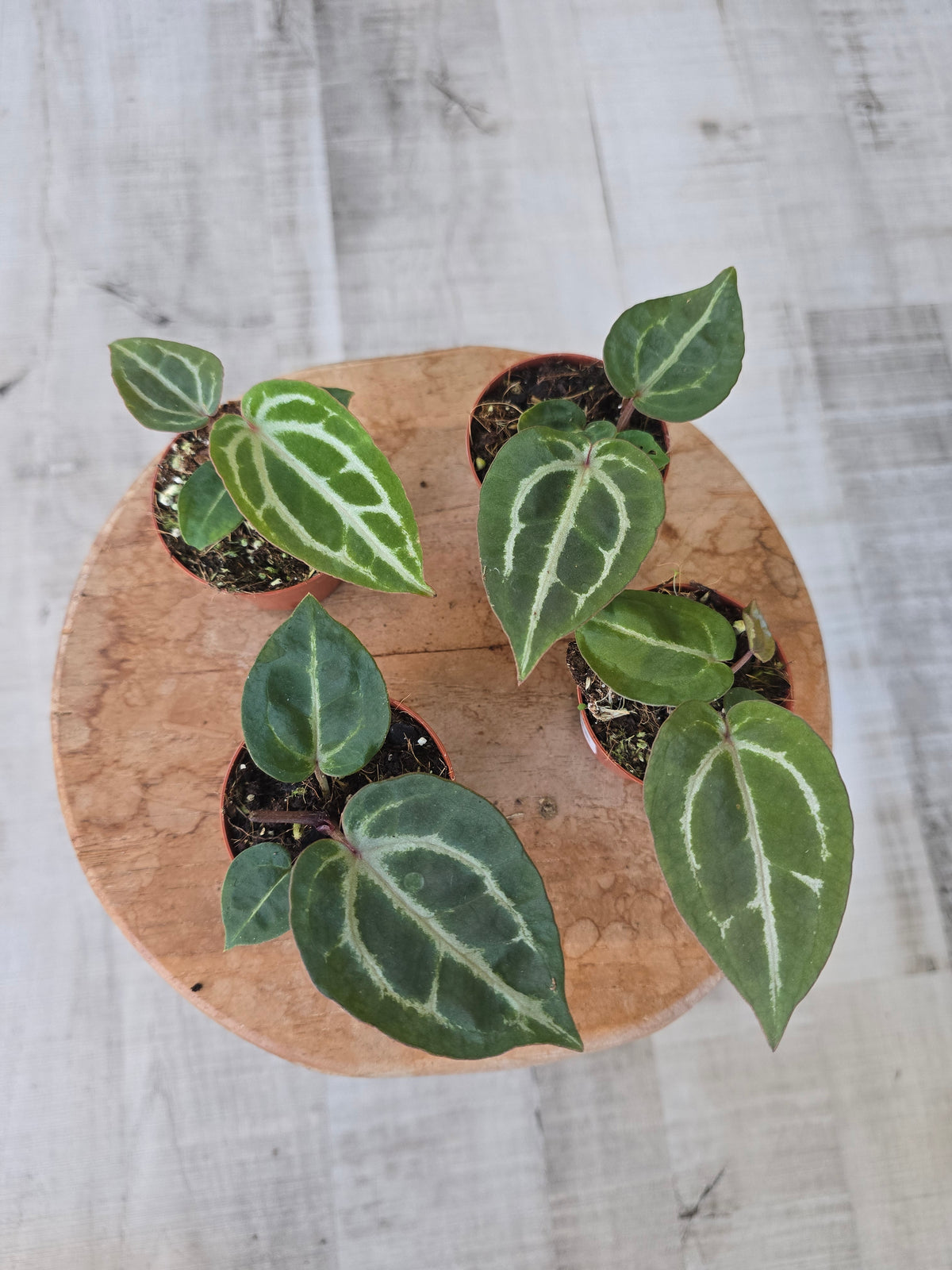 Anthurium Michelle x (Zara x Michelle)