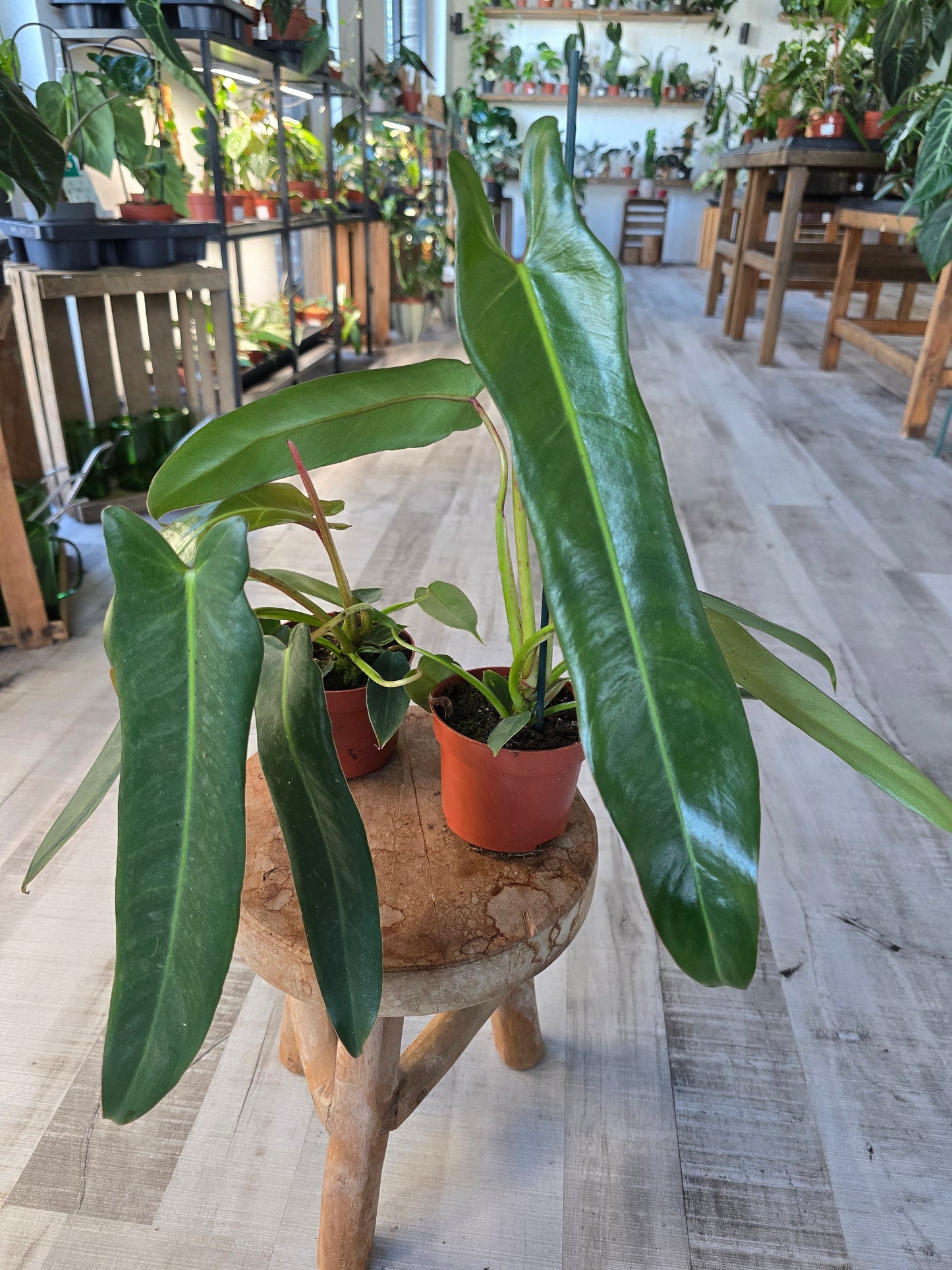 Philodendron spiritus-sancti