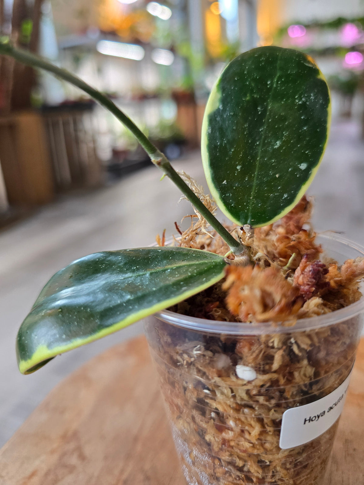 Hoya acuta variegata (RC)