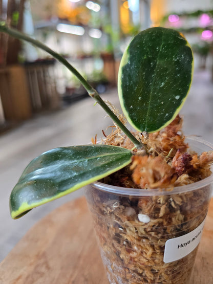 Hoya acuta variegata (RC)