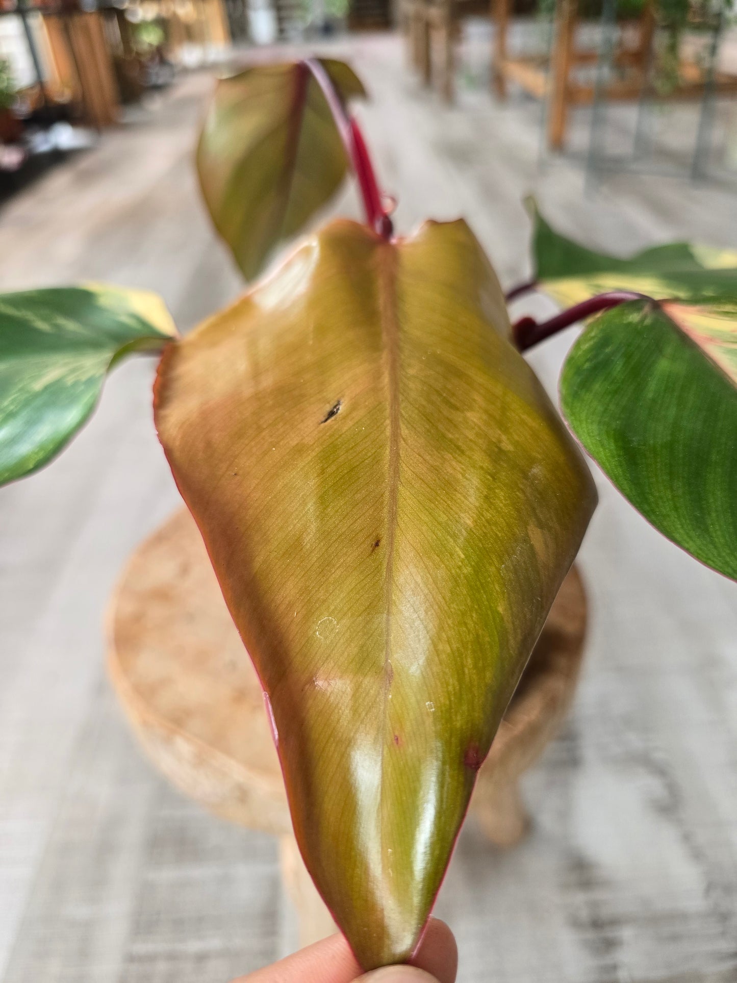 Philodendron Strawberry Shake (4)