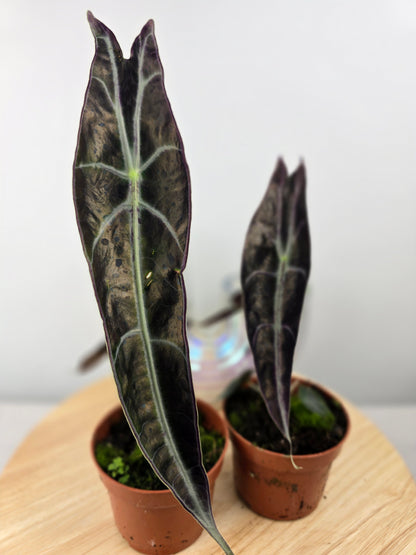 Alocasia Longiloba 'Purple'