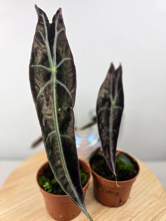 Alocasia Longiloba 'Purple'