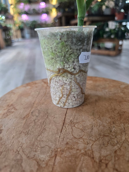 Monstera standleyana (Philodendron Cobra) (RC)