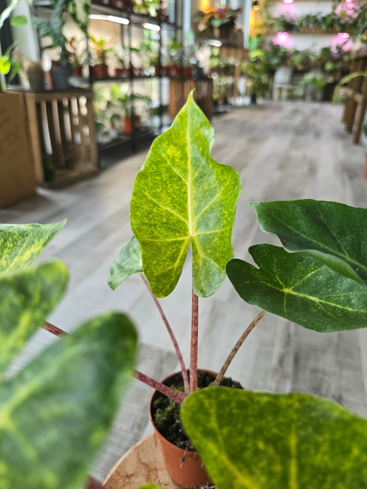Alocasia New Guinea Gold