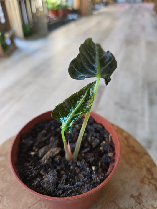 Alocasia Loco (JP)