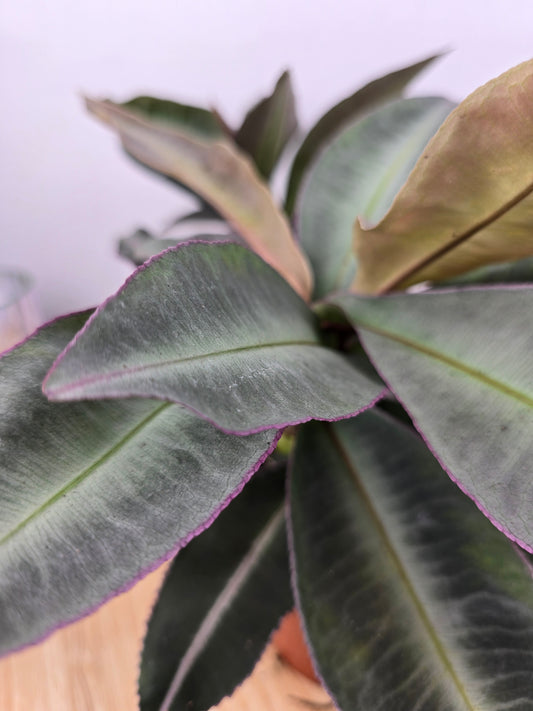Labisia pumila