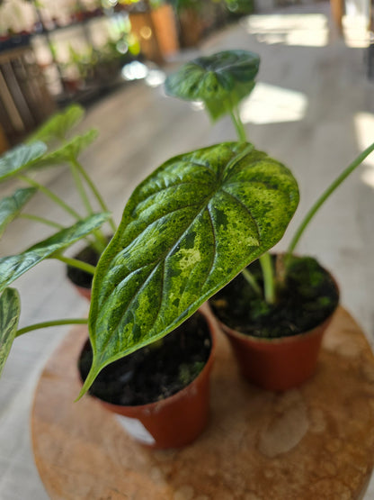 Alocasia 'Dragon Scale Mint Variegata'