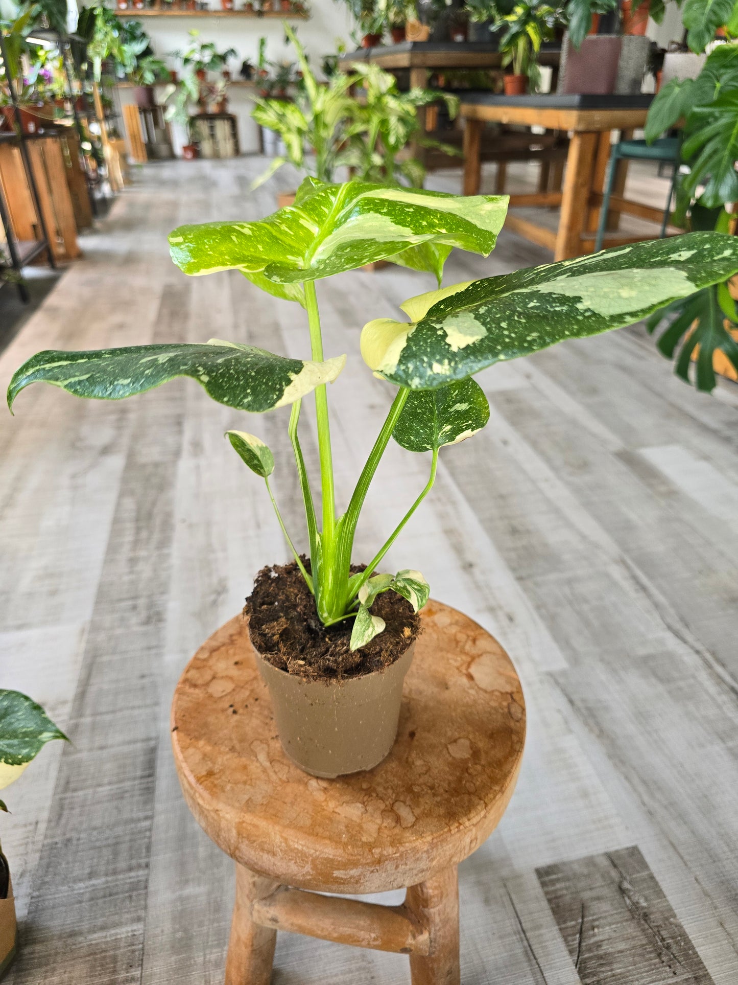 Monstera Thai Constellation