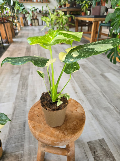 Monstera Thai Constellation