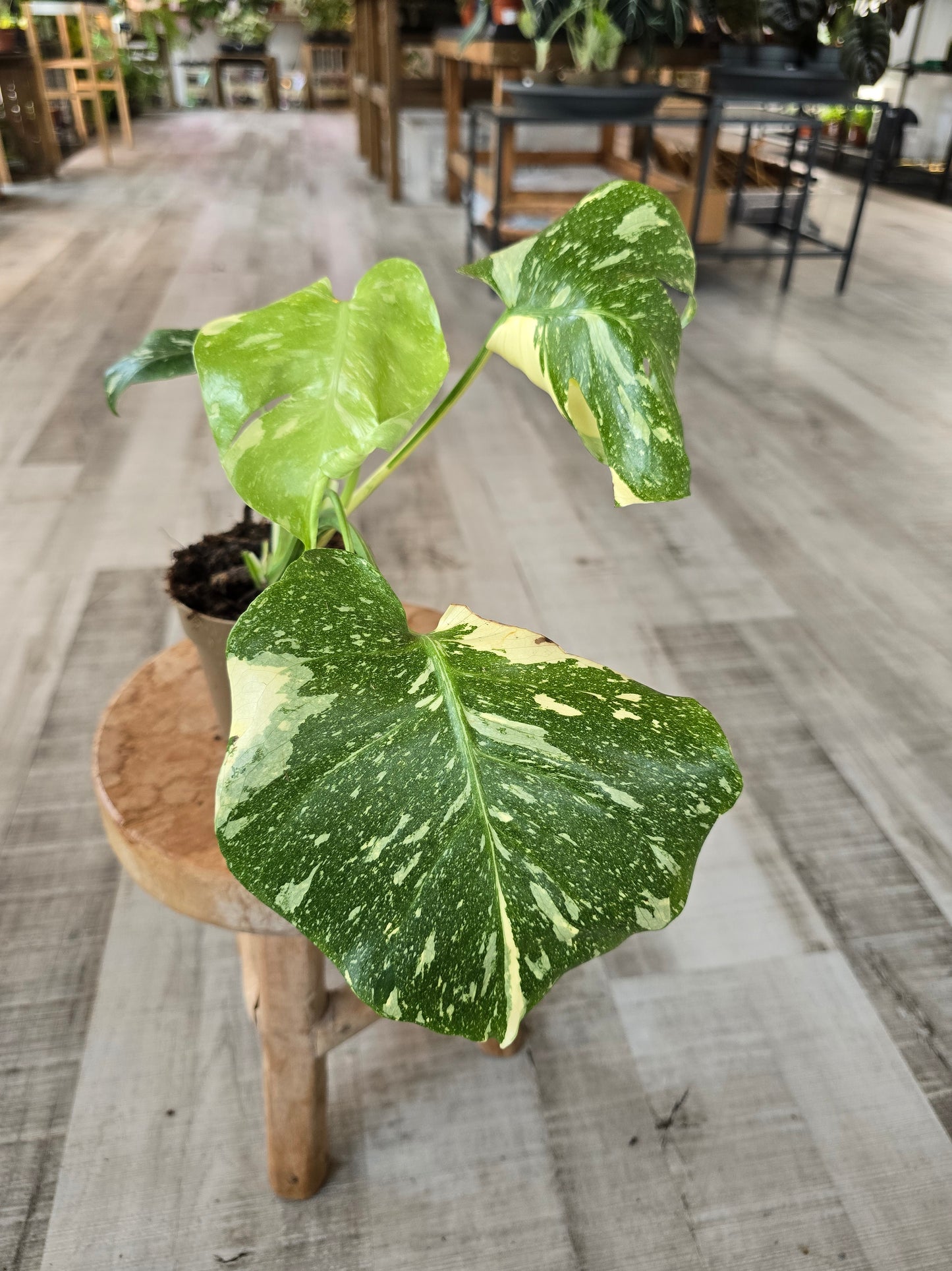 Monstera Thai Constellation (SC)