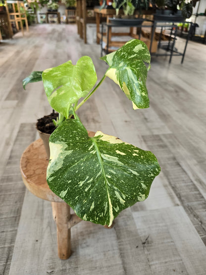 Monstera Thai Constellation (SC)