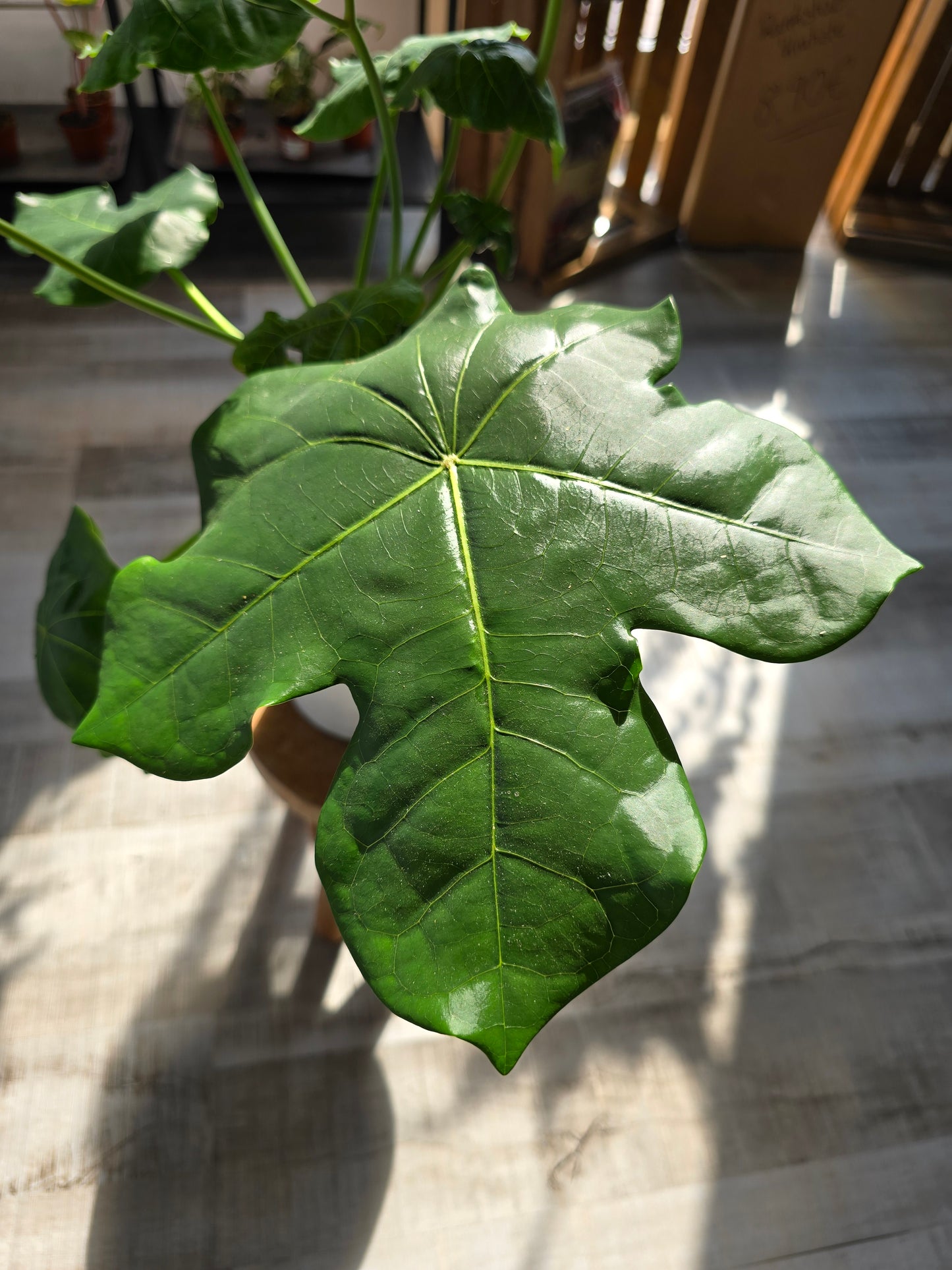 Jatropha Podagrica