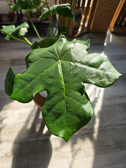 Jatropha Podagrica