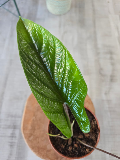 Alocasia Scalprum (SC)