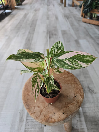Calathea Glaza