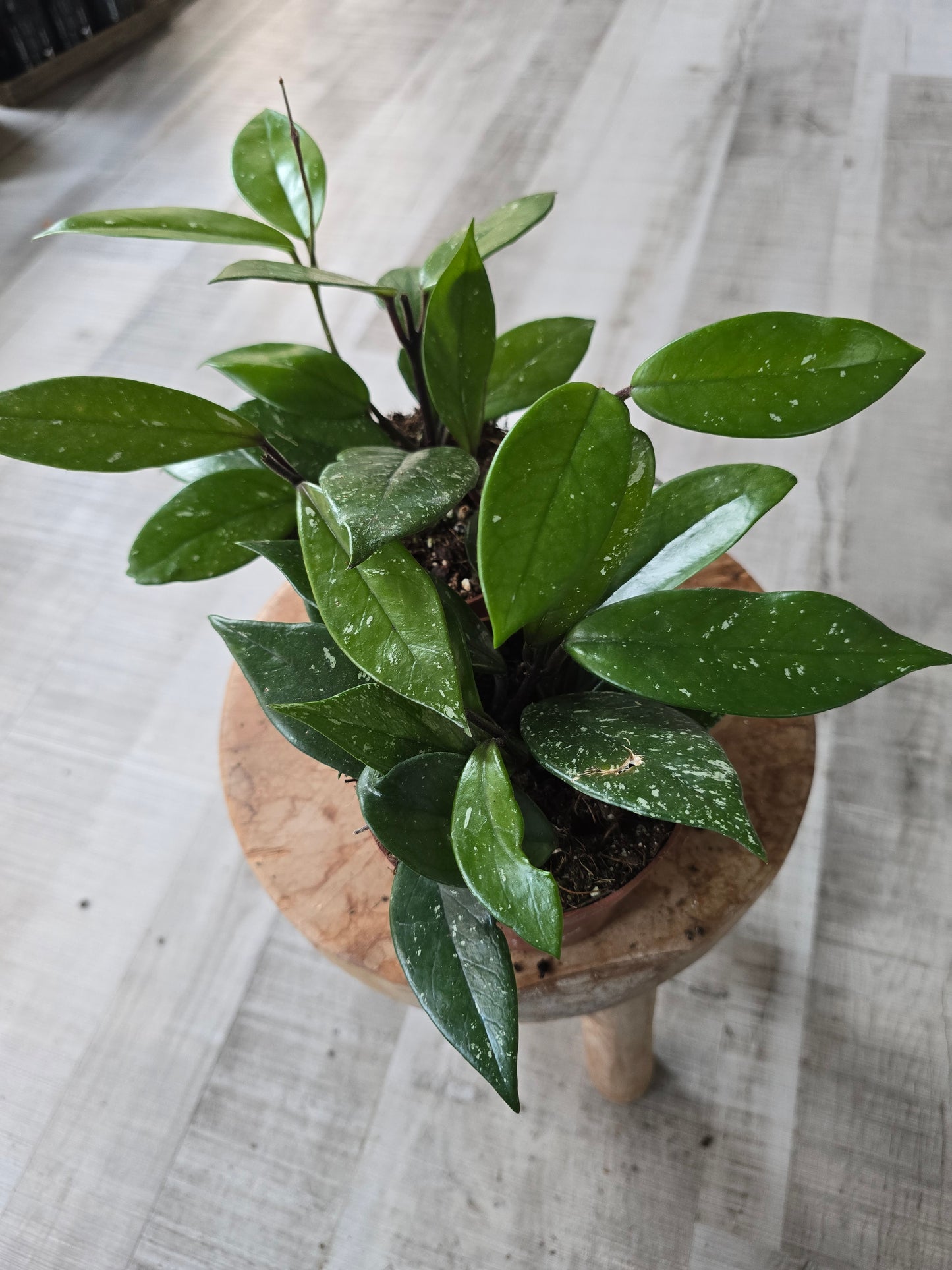 Hoya Carnosa Stardust