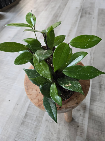 Hoya Carnosa Stardust