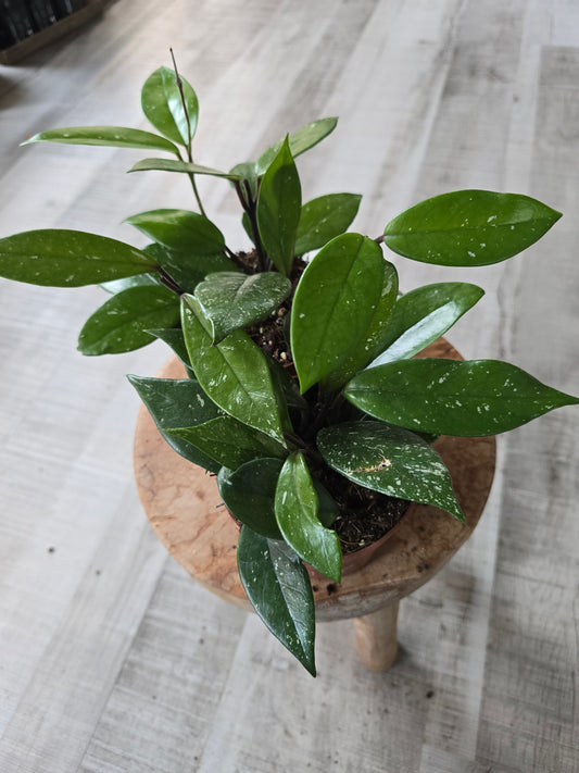 Hoya Carnosa Stardust