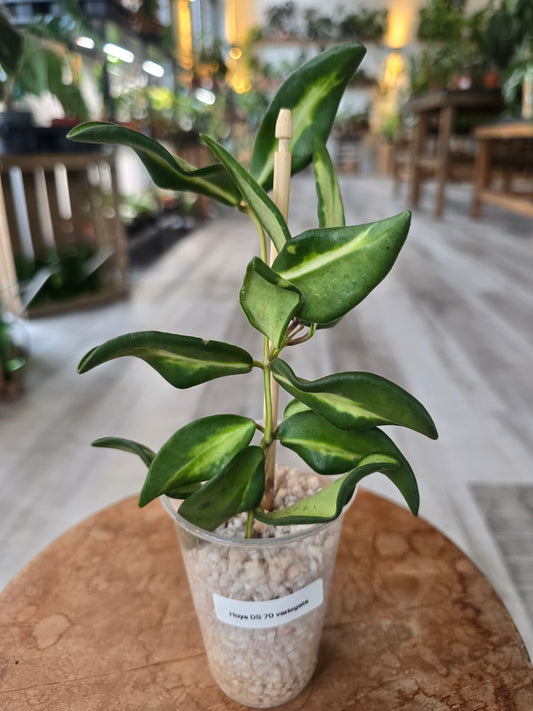 Hoya DS 70 variegata (RC)